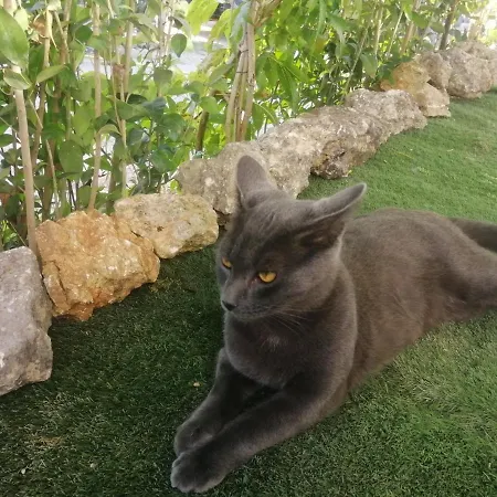 Glamping Algarve Retiro Dos Sonhos